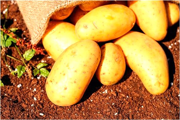 夢見狗後又被浪追後又殺狼預示什麼_周公解夢官網