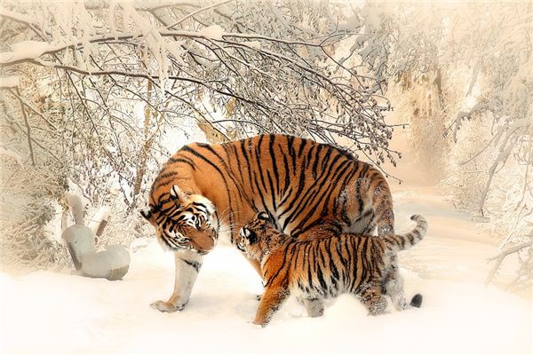 屬相虎的人性格怎樣_十二生肖