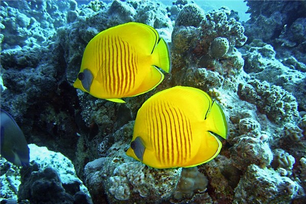 夢到別人送魚給我有什麼預示嗎_周公解夢