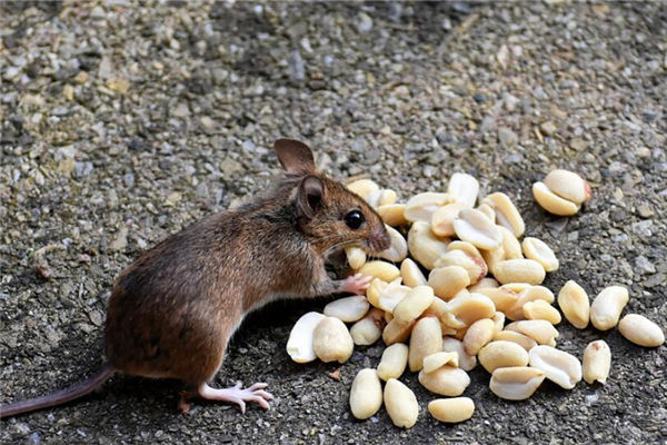 生肖鼠的性格年份_十二生肖