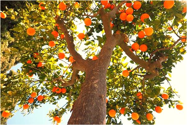 夢到最喜歡的老師是啥預兆_周公解夢官網