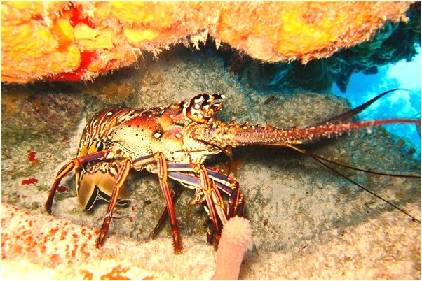 夢到死烏龜有什麼徵兆_周公解夢官網