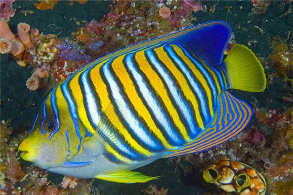 夢見魚