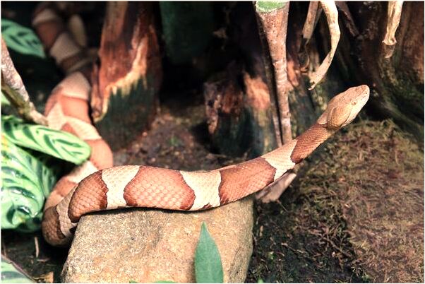 夢到親戚家的媳婦跟她家人要錢預兆了什麼嗎_周公解夢官網