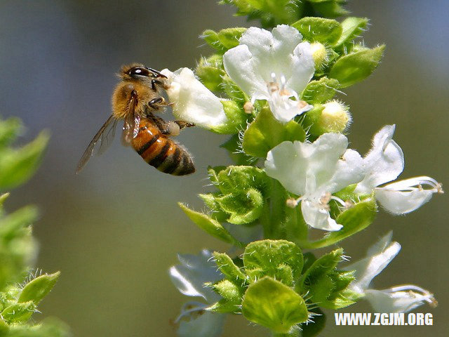 夢見被小日本追殺_周公解夢夢到被小日本追殺是什麼意思_做夢夢見被小日本追殺好不好_周公解夢官網