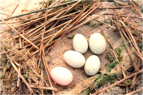 夢到了侄子腚上的屎被擦掉了是啥預兆_周公解夢官網