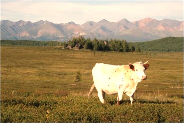 夢到了水中救出女屍有何寓意_周公解夢官網