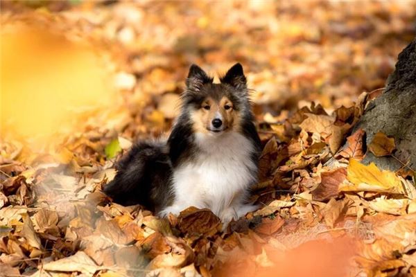 2006年屬狗人2021年運勢及命運 16歲生肖狗在牛年每月運程如何_十二生肖