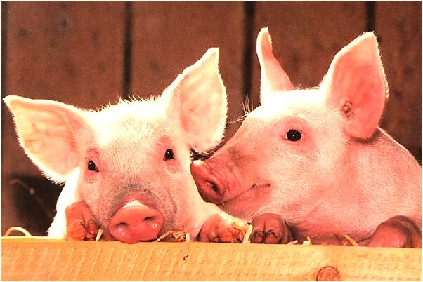 夢到了和男朋友纏綿做愛是好的徵兆嗎_周公解夢官網