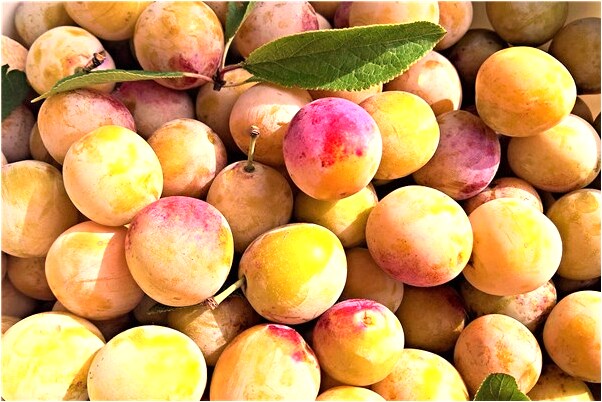 夢見蛇沒頭了還動會是什麼預兆_周公解夢官網