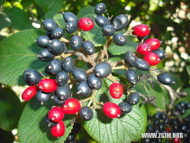 夢見河水乾枯_周公解夢夢到河水乾枯是什麼意思_做夢夢見河水乾枯好不好_周公解夢官網