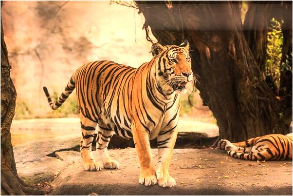 夢到自己陷在泥里有什麼意義嗎_周公解夢官網