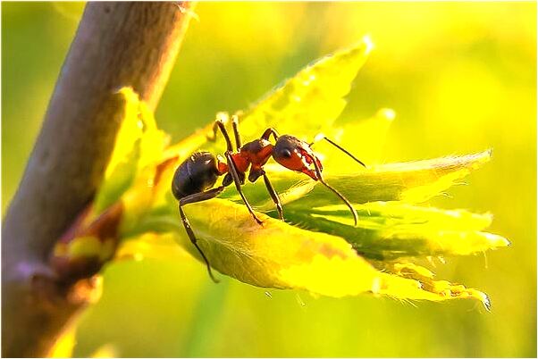 夢到了寺廟結拜是什麼意思？_周公解夢官網