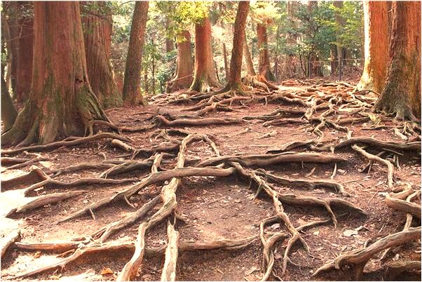 夢到了別人把果樹栽到我家有什麼預示嗎_周公解夢官網