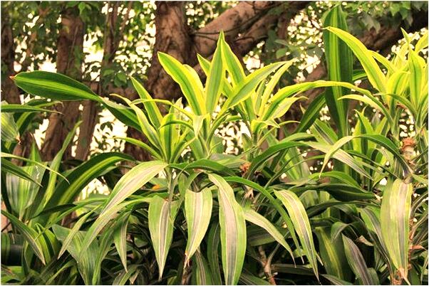 夢見別人尿尿我吃東西意味什麼_周公解夢官網