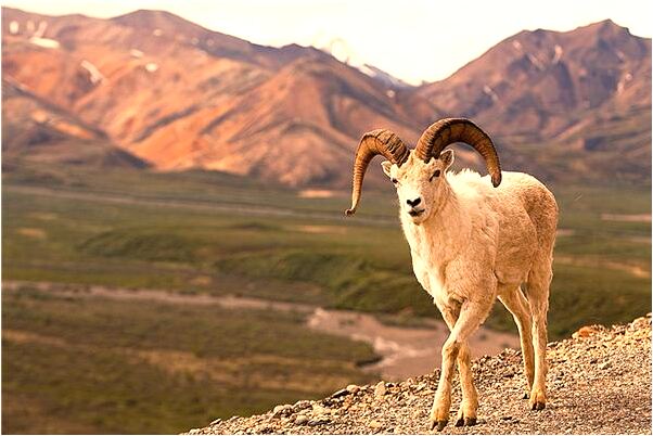 夢到了魚燉豆腐是什麼意思_周公解夢官網