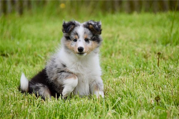 夢到被夠狗咬手是什麼意_周公解夢