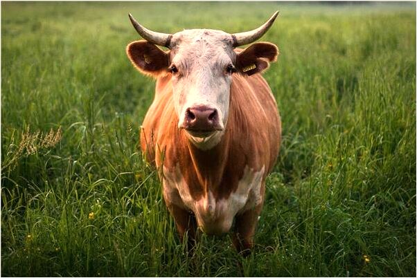 夢到了別人偷錢又要回好不好_周公解夢官網