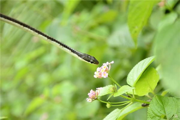 屬蛇的年份此年出生運勢_十二生肖