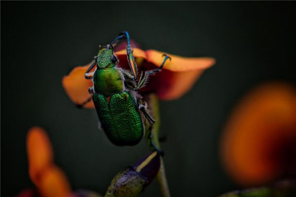 夢見甲殼類的大蟲子_周公解夢