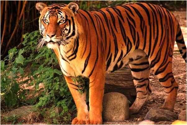 夢到了別人扎耳洞怎么回事_周公解夢官網