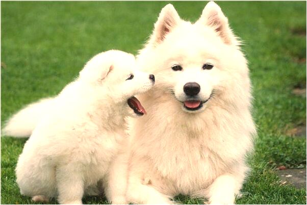 夢到好多小魚死怎么回事_周公解夢官網