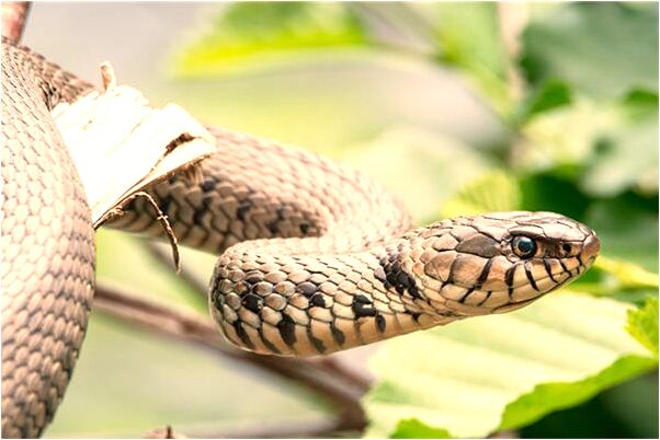 夢到紅車和驢是凶兆還是吉兆_周公解夢官網