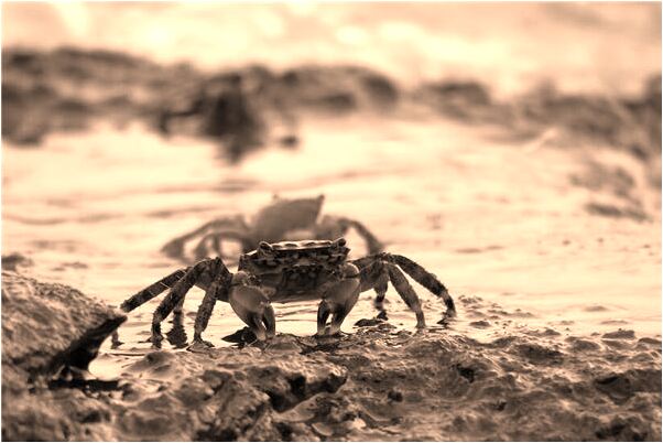 夢到了姐妹去留學是什麼意思？_周公解夢官網