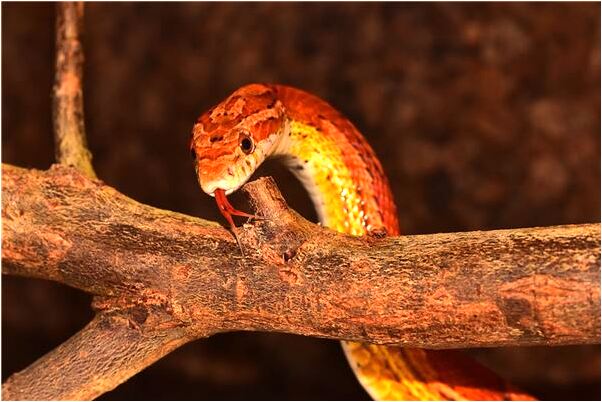 夢見有人給我燒錢什麼預兆_周公解夢官網