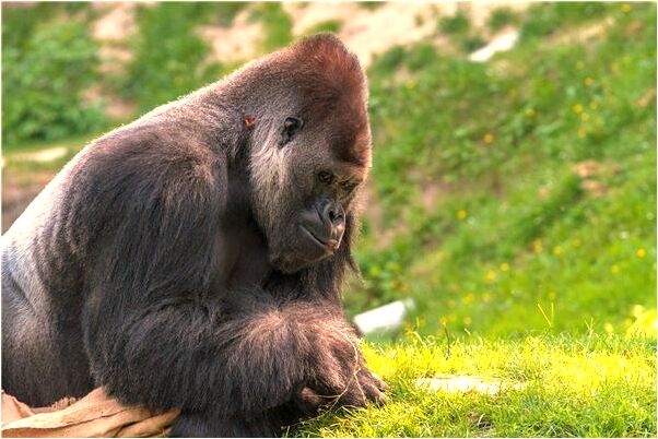 夢到了弟弟出事故頭破出血了的預兆_周公解夢官網