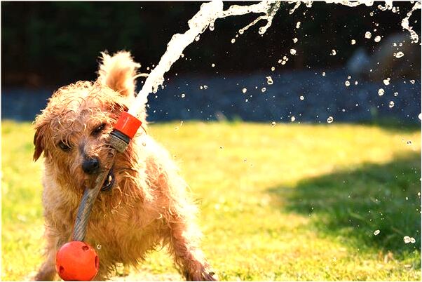 夢到了別人幫忙打死一隻狼意味著什麼_周公解夢官網