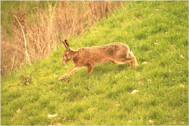 夢見一堆吃的在賽跑有什麼含義_周公解夢官網