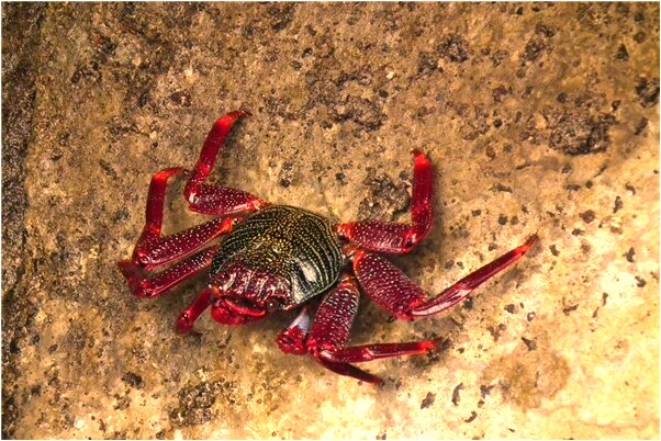 夢到把別人的羊腿拉斷什麼預兆_周公解夢官網