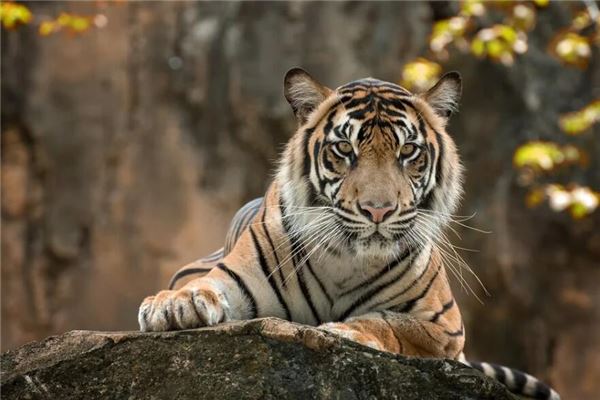 屬虎人的運程在2021年_十二生肖