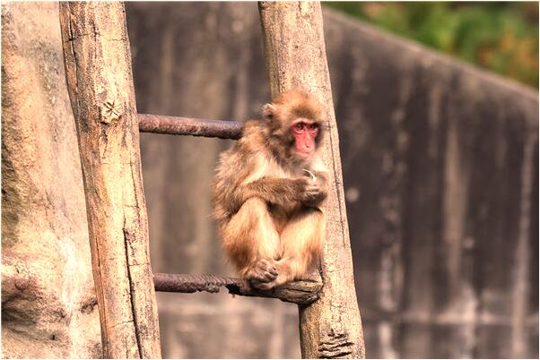 夢見有女孩追我是好事還是壞事_周公解夢官網