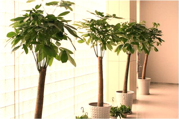 夢到了買飲料中獎了是咋回事_周公解夢官網