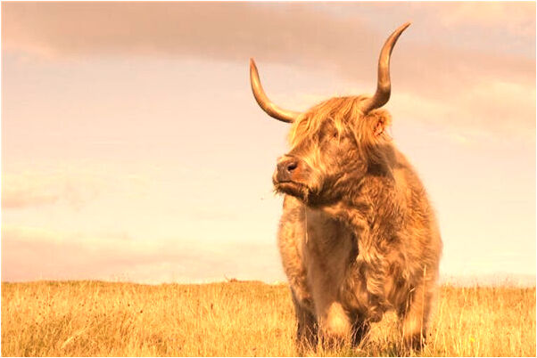 夢見拍戲地有許多鵝雞意味著什麼_周公解夢官網