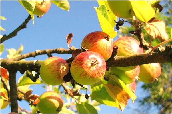 夢見半截糞河和小河平行是好的徵兆嗎_周公解夢官網