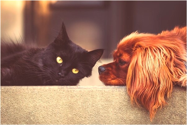 夢到撿白色浴巾背青菜意味著什麼_周公解夢官網