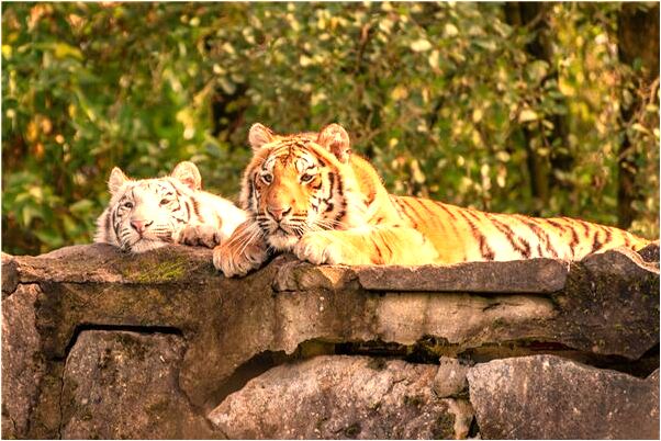 夢見化妝結婚是什麼意思_周公解夢官網