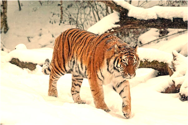 夢見跟前夫做愛是好是壞_周公解夢官網