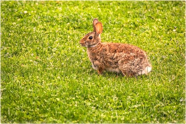 夢到別人收稻穀怎么說_周公解夢官網