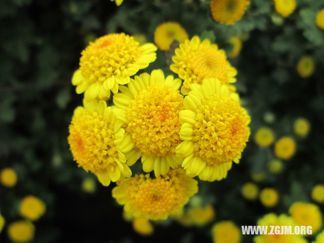 夢見自己變胖_周公解夢夢到自己變胖是什麼意思_做夢夢見自己變胖好不好_周公解夢官網