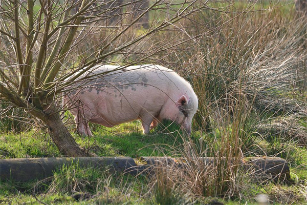 夢見買豬蹄是什麼徵兆_周公解夢