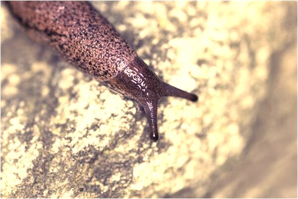 夢見戀人反感自己什麼寓意_周公解夢官網