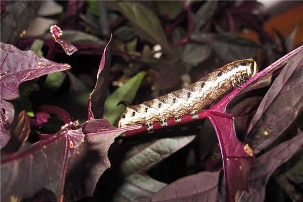 夢見小蟲子爬身上_周公解夢