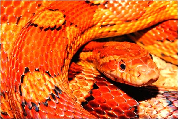 夢見我狗追著咬我的腳是不是好的徵兆呢_周公解夢官網