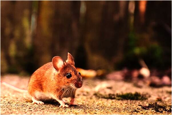 夢見屁股上長靈芝是吉兆嗎?_周公解夢官網