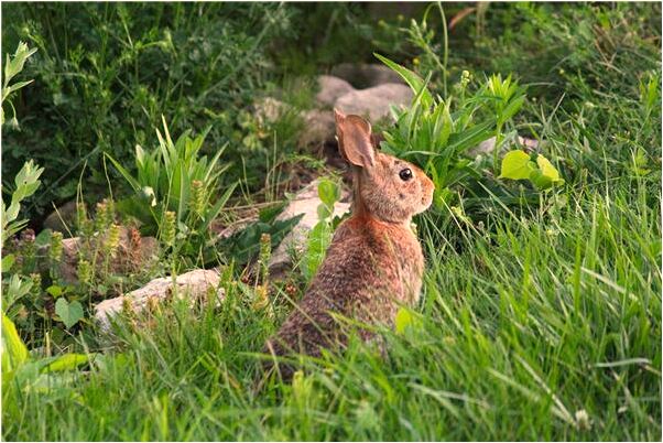 夢到了成群的老鼠意味著什麼_周公解夢官網