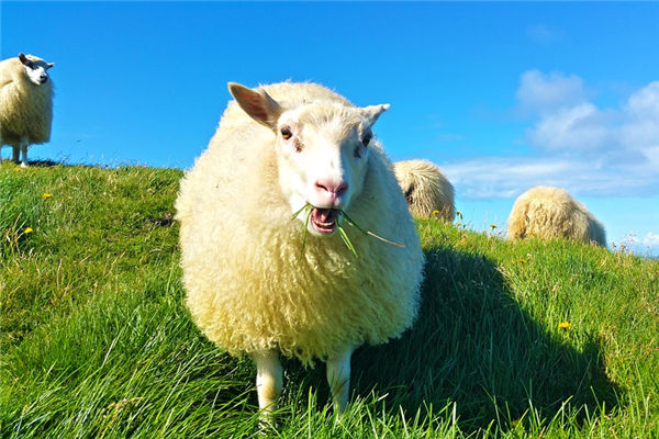 1991年生肖羊2022年運勢怎么樣_十二生肖